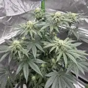 Wizard Trees - Studio Cherry