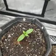 Slamberry - Speedrun Seeds