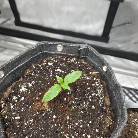 Slamberry - Speedrun Seeds