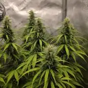 Pandora Auto - Paradise Seeds