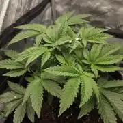 Trop Cherry Gas  - Relentlless