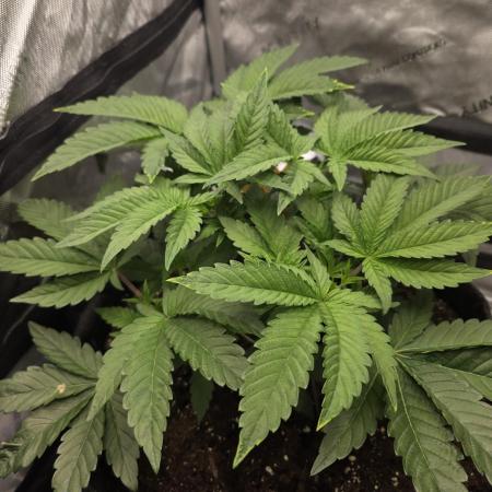 Trop Cherry Gas  - Relentlless