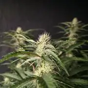 Pure Michigan Auto