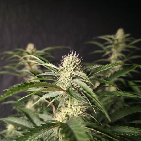 Pure Michigan Auto