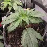 Slamberry - Speedrun Seeds