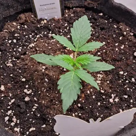 Auto Big Demon - Divine Seeds Contest
