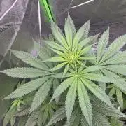Next of KIN - Super Strains