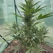 Killer Haze Auto - Outdoor