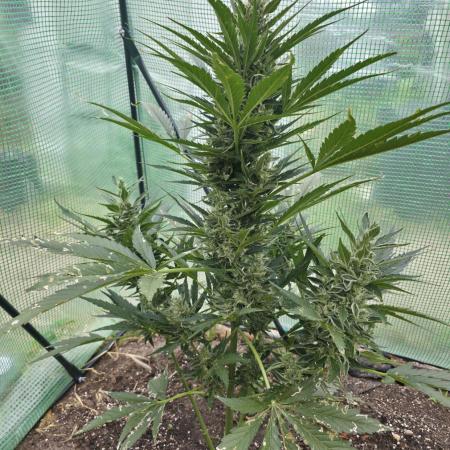 Killer Haze Auto - Outdoor