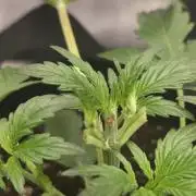 Pure Michigan Auto