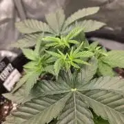 Wizard Trees - Studio Cherry