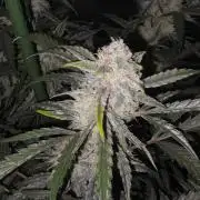 Pure Michigan Auto