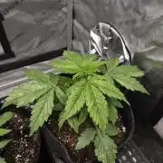 Pandora Auto - Paradise Seeds