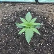 Killer Haze Auto - Outdoor