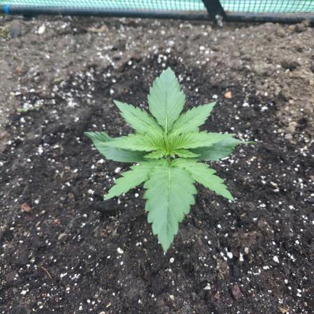 Killer Haze Auto - Outdoor