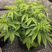 Pandora Auto - Paradise Seeds