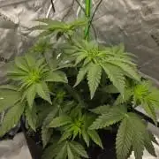 Wizard Trees - Studio Cherry