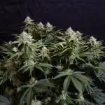 Double Stuffed Sorbet