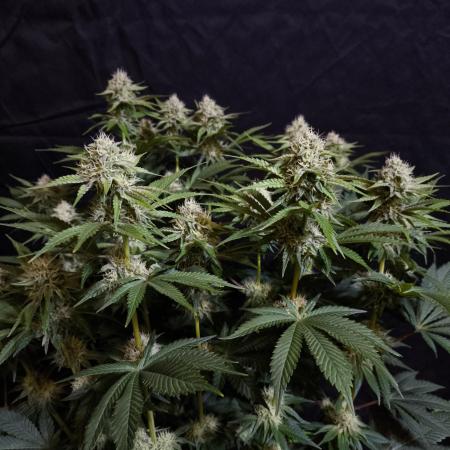 Double Stuffed Sorbet