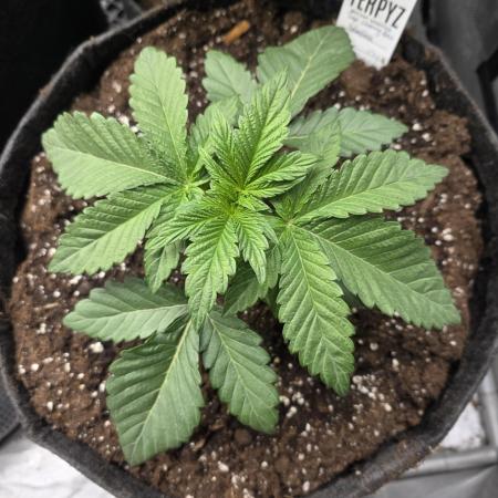 Trop Cherry Gas  - Relentlless