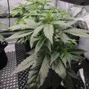 Slamberry - Speedrun Seeds