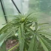 Killer Haze Auto - Outdoor