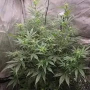 Ken´s Original Grand Daddy Purp (fem.)