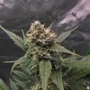 Next of KIN - Super Strains
