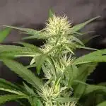 Strawberry Cheesecake Auto - HSC