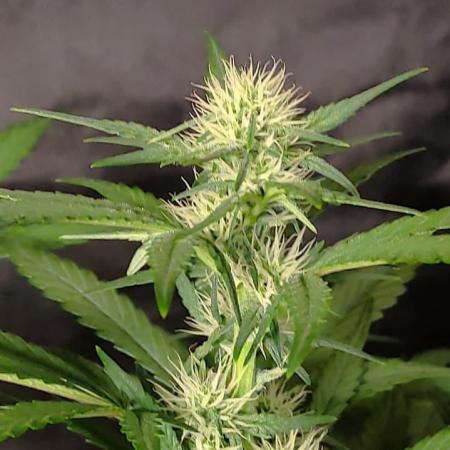 Strawberry Cheesecake Auto - HSC