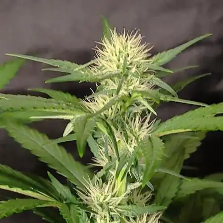 Strawberry Cheesecake Auto - HSC