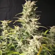 Amnesia Bilbo Auto - Genehtik