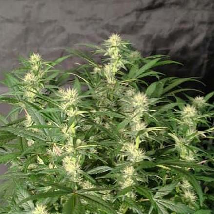 Strawberry Cheesecake Auto - HSC