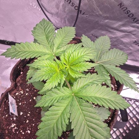 Next of KIN - Super Strains