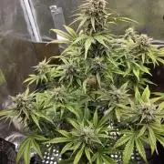 Slamberry - Speedrun Seeds