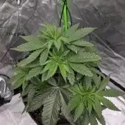 Wizard Trees - Studio Cherry