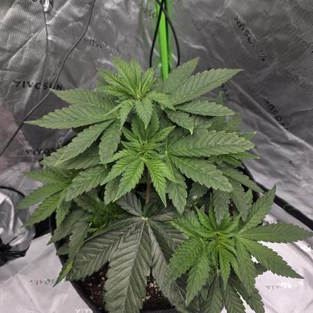 Wizard Trees - Studio Cherry