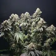 Double Stuffed Sorbet