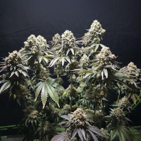 Double Stuffed Sorbet