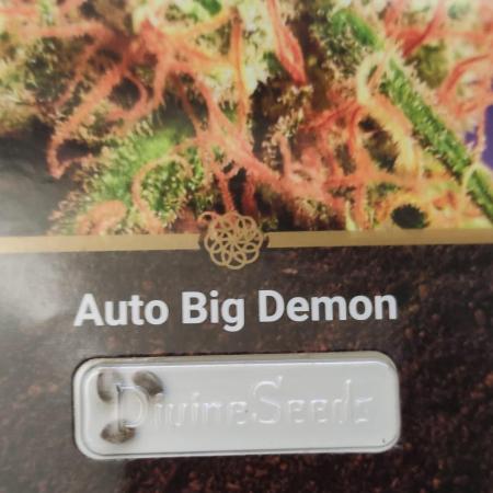 Auto Big Demon - Divine Seeds Contest