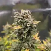 Amnesia Bilbo Auto - Genehtik