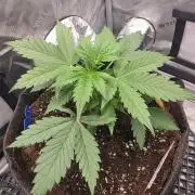 Ken´s Original Grand Daddy Purp (fem.)