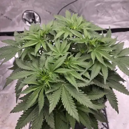 Orange Creampop - HSC
