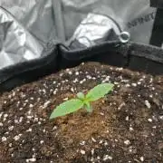 Strawberry Kiss - Mephisto Genetics