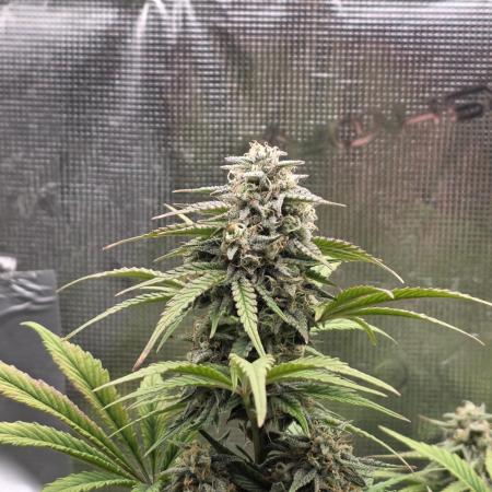 Slamberry - Speedrun Seeds