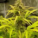 Sticky Mango Auto (Tastebudz)