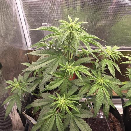 Slamberry - Speedrun Seeds