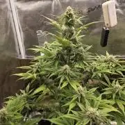 Slamberry - Speedrun Seeds