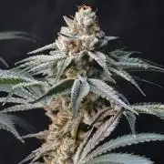 Orange Creampop - HSC