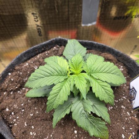 Strawberry Kiss - Mephisto Genetics